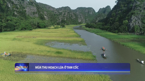 M&ugrave;a thu hoạch l&uacute;a ở Tam Cốc