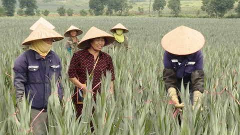 Li&ecirc;n kết sản xuất để ph&aacute;t triển n&ocirc;ng nghiệp h&agrave;ng h&oacute;a bền vững