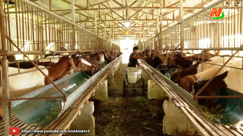 Hiệu quả từ nu&ocirc;i d&ecirc; th&acirc;m canh