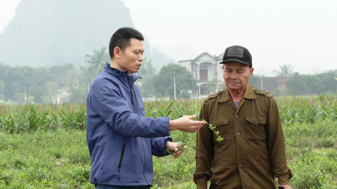 Nho Quan ph&aacute;t triển c&acirc;y dược liệu gắn với chế biến