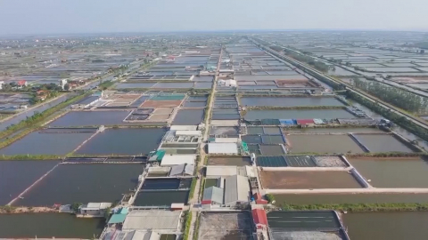 Năm 2024 gi&aacute; trị thủy sản Kim Sơn đạt cao