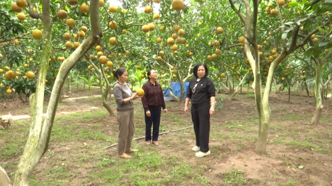 Gắn sản xuất n&ocirc;ng nghiệp với thị trường
