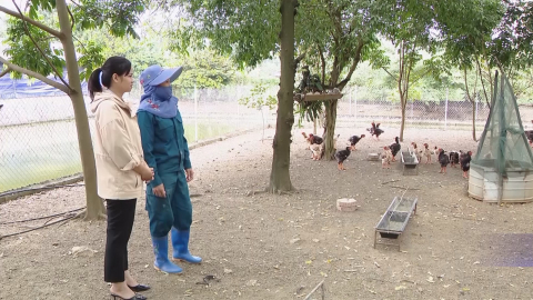 Hội Phụ nữ huyện Y&ecirc;n Kh&aacute;nh hỗ trợ hội vi&ecirc;n ngh&egrave;o vươn l&ecirc;n