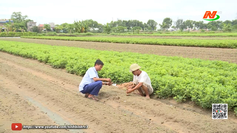 Ninh B&igrave;nh hướng tới nền n&ocirc;ng nghi&ecirc;p hữu cơ, sinh th&aacute;i