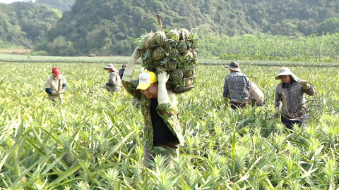 C&aacute;c x&atilde; miền n&uacute;i khai th&aacute;c tiềm năng, ph&aacute;t triển kinh tế