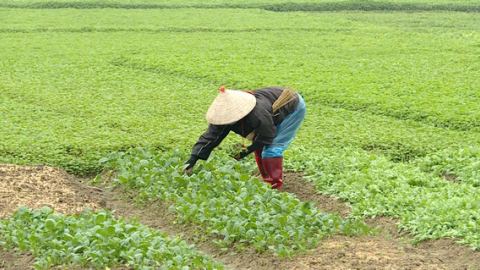 Ph&aacute;t triển sản xuất để x&acirc;y dựng n&ocirc;ng th&ocirc;n mới