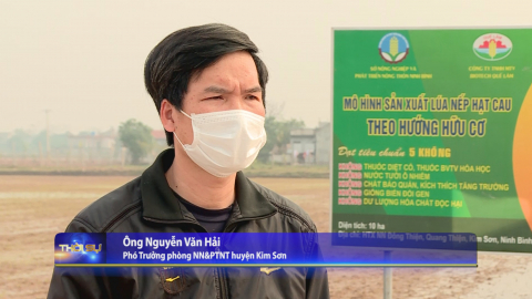 Hiệu quả sản xuất l&uacute;a chất lượng cao ở Kim Sơn sau 30 năm t&aacute;i lập Tỉnh