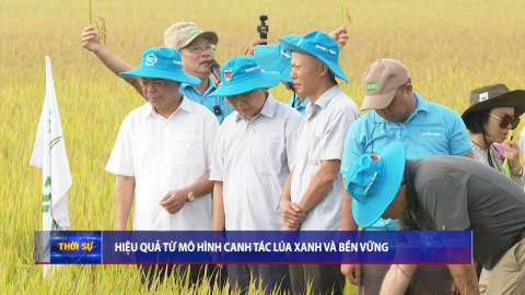 Hiệu quả từ m&ocirc; h&igrave;nh canh t&aacute;c l&uacute;a xanh bền vững