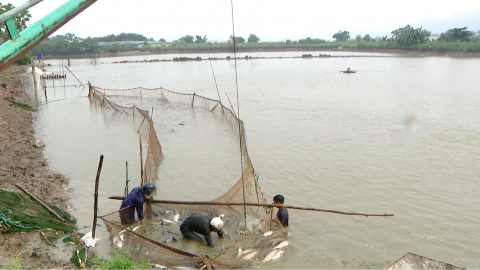 Y&ecirc;n Sơn chuyển đổi ruộng trũng sang nu&ocirc;i thả thủy sản
