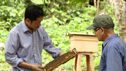 Nho Quan được m&ugrave;a mật ong
