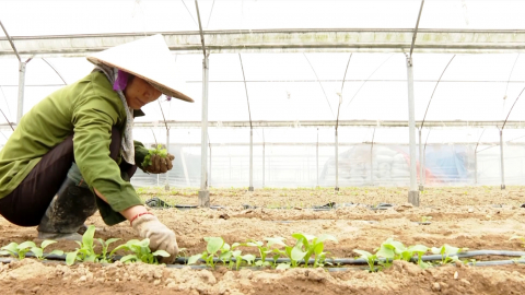 Hiệu quả của li&ecirc;n kết trong c&aacute;c Hợp t&aacute;c x&atilde;