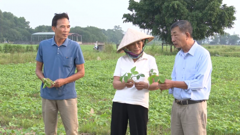 N&acirc;ng cao hiệu quả vụ đ&ocirc;ng tr&ecirc;n đất l&uacute;a