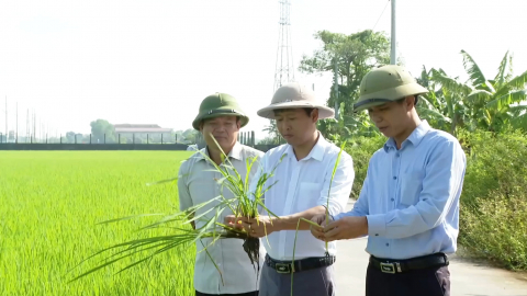 Ninh B&igrave;nh ph&aacute;t triển n&ocirc;ng nghiệp hiện đại, sinh th&aacute;i, hiệu quả