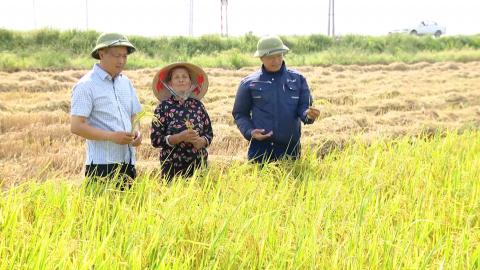 Mở rộng li&ecirc;n kết sản xuất l&uacute;a, gạo theo chuỗi gi&aacute; trị
