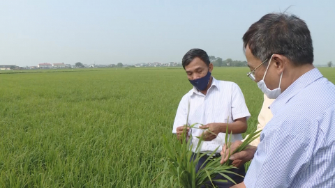 B&agrave;n giải ph&aacute;p ph&ograve;ng chống sinh vật g&acirc;y hại tr&ecirc;n l&uacute;a Đ&ocirc;ng xu&acirc;n