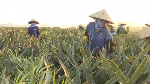Ph&aacute;t triển n&ocirc;ng nghiệp đa gi&aacute; trị - Hướng đi bền vững