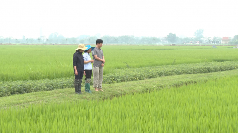 Chủ động ph&ograve;ng trừ s&acirc;u bệnh bảo vệ l&uacute;a xu&acirc;n