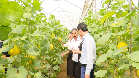 Hội thảo đầu bờ trồng v&agrave; ti&ecirc;u thụ giống dưa trong nh&agrave; m&agrave;ng