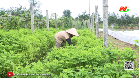 Sản xuất rau hữu cơ - thuận lợi v&agrave; kh&oacute; khăn