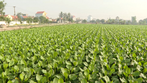 Y&ecirc;n Kh&aacute;nh ph&aacute;t triển v&ugrave;ng trồng c&acirc;y dược liệu