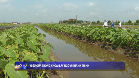 Hiệu quả trồng khoai lấy ng&oacute; ở Kh&aacute;nh Thịnh