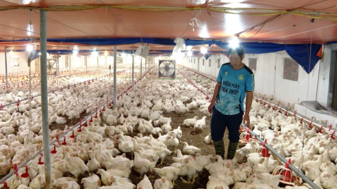 N&ocirc;ng d&acirc;n Ninh B&igrave;nh thi đua sản xuất, kinh doanh giỏi