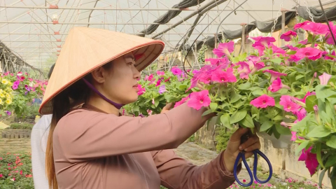 Người d&acirc;n Ninh Ph&uacute;c t&iacute;ch cực chăm s&oacute;c hoa phục vụ Tết
