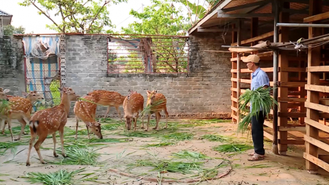 Ph&aacute;t triển kinh tế từ nghề nu&ocirc;i hươu