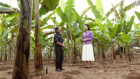 Chuối Ngự Đại Ho&agrave;ng - Sản phẩm được bảo hộ chỉ dẫn địa l&yacute;