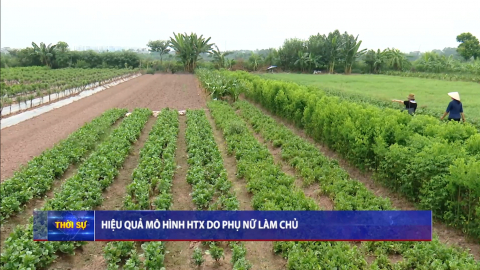 Hiệu quả m&ocirc; h&igrave;nh HTX do phụ nữ l&agrave;m chủ
