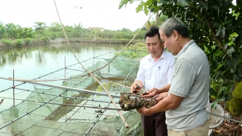 Hiệu quả m&ocirc; h&igrave;nh nu&ocirc;i ốc nhồi thương phẩm ở Kh&aacute;nh Thiện