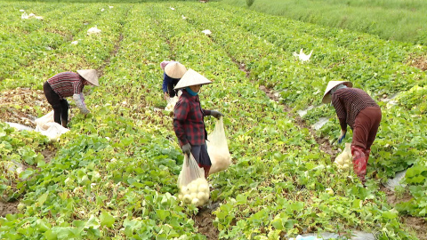 Quan t&acirc;m ph&aacute;t triển n&ocirc;ng nghiệp theo hướng hữu cơ, an to&agrave;n