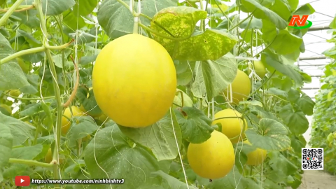 Ninh B&igrave;nh mở rộng ph&aacute;t triển n&ocirc;ng nghiệp c&ocirc;ng nghệ cao