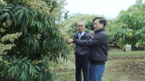 Khai th&aacute;c hiệu quả đất trồng l&uacute;a sau chuyển đổi