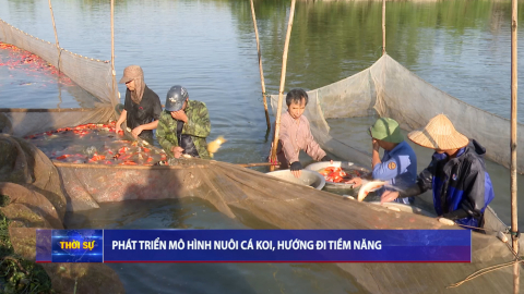 Ph&aacute;t triển m&ocirc; h&igrave;nh nu&ocirc;i c&aacute; Koi, hướng di tiềm năng
