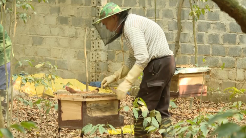 L&agrave;m gi&agrave;u từ m&ocirc; h&igrave;nh nu&ocirc;i ong lấy mật