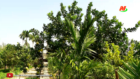 Hiệu quả từ những vườn mẫu ở Y&ecirc;n Kh&aacute;nh