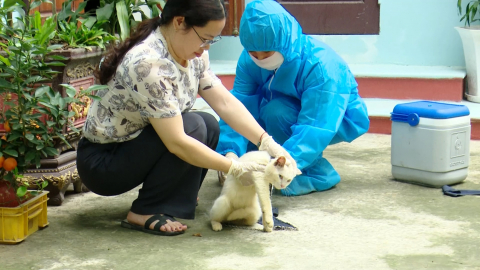 T&acirc;n Minh l&agrave;m tốt c&ocirc;ng t&aacute;c ti&ecirc;m ph&ograve;ng cho gia s&uacute;c, gia cầm