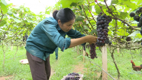 Thực h&agrave;nh n&ocirc;ng nghiệp sinh th&aacute;i t&iacute;ch hợp đa gi&aacute; trị