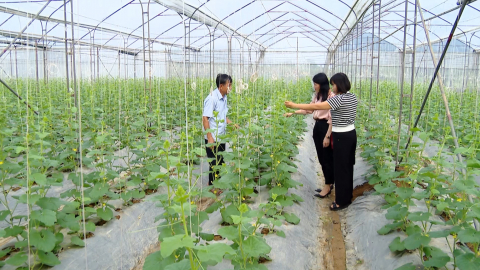 N&ocirc;ng d&acirc;n Y&ecirc;n M&ocirc; thi đua sản xuất kinh doanh giỏi