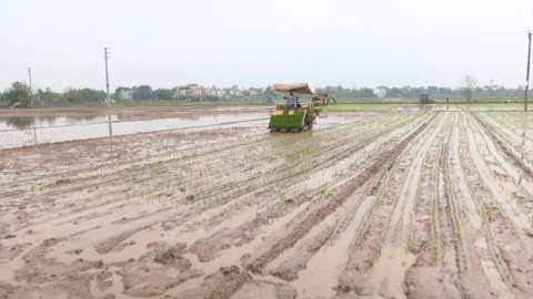 T&iacute;ch cực xuống đồng sản xuất đầu xu&acirc;n