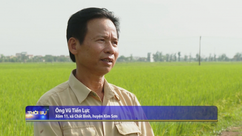 Hiệu quả của phương ph&aacute;p th&acirc;m canh l&uacute;a cải tiến SRI