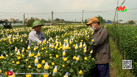 Khai th&aacute;c gi&aacute; trị kinh tế từ v&ugrave;ng trồng hoa