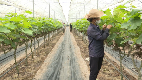 N&ocirc;ng d&acirc;n thi đua lao động sản xuất ch&agrave;o mừng th&agrave;nh c&ocirc;ng Đại hội MTTQ Việt Nam