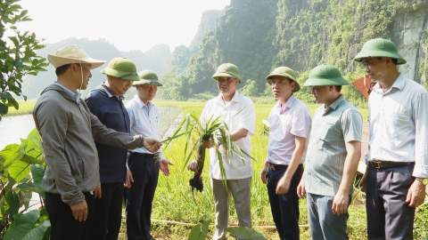 Nỗ lực x&acirc;y dựng c&aacute;nh đồng v&agrave;ng Tam Cốc