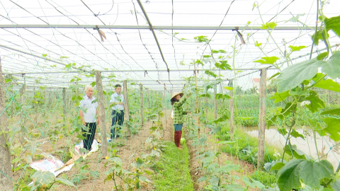 Kh&aacute;nh Trung đẩy mạnh sản xuất n&ocirc;ng nghiệp hữu cơ an to&agrave;n
