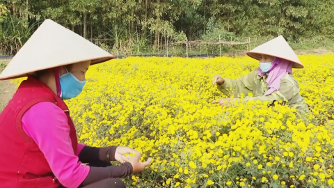 Tạo việc l&agrave;m cho người lao động qua nghề trồng hoa