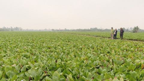 Y&ecirc;n Kh&aacute;nh n&acirc;ng cao gi&aacute; trị thu nhập tr&ecirc;n hecta canh t&aacute;c