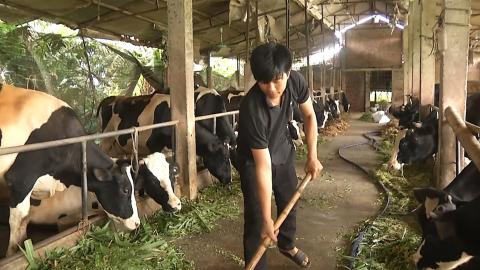 Ph&aacute;t huy thế mạnh ph&aacute;t triển chăn nu&ocirc;i b&ograve; sữa