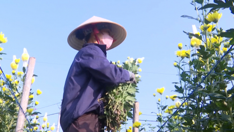 Kỹ thuật trồng, chăm s&oacute;c c&acirc;y hoa phục vụ lễ tết